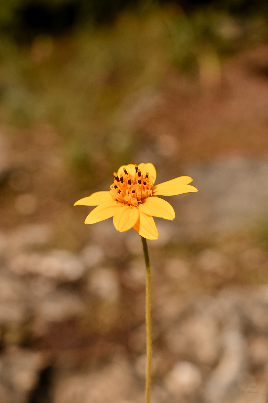 Small flower